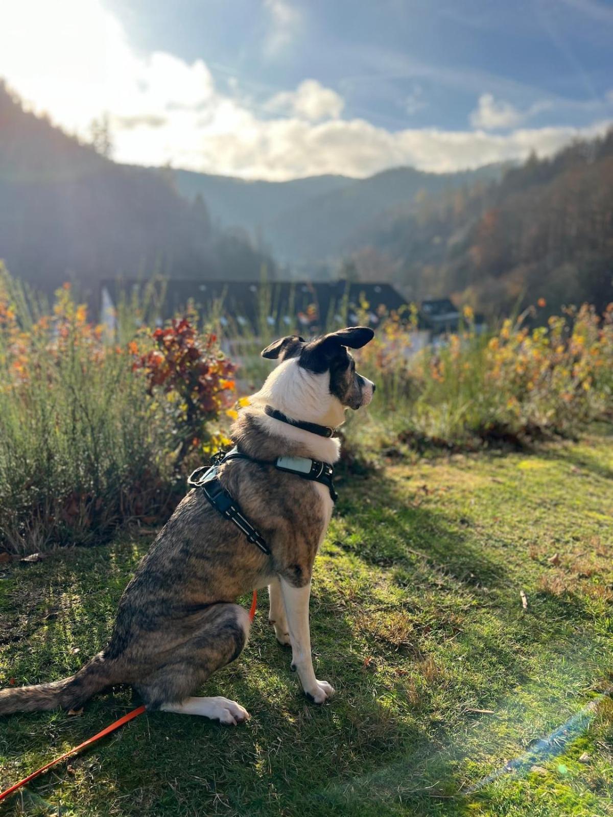 Vor Lauter Baeumen B&B Zorge Esterno foto
